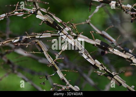 Ali di mandrino alato (Euonymus alatus). Arbusto deciduo Celastraceae. Un albero con un bellissimo fogliame autunnale, con ali di corky sui rami. Foto Stock