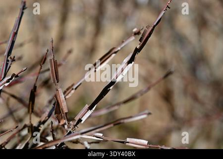 Ali di mandrino alato (Euonymus alatus). Arbusto deciduo Celastraceae. Un albero con un bellissimo fogliame autunnale, con ali di corky sui rami. Foto Stock