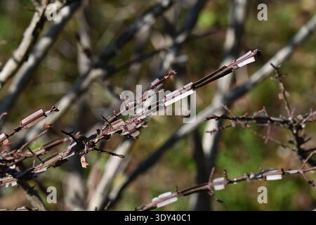 Ali di mandrino alato (Euonymus alatus). Arbusto deciduo Celastraceae. Un albero con un bellissimo fogliame autunnale, con ali di corky sui rami. Foto Stock