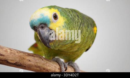 Si tratta di una foto accattivante di un pappagallo amazzonico verde, facilmente identificabile dal suo piumaggio verde vivace e dalle distintive marcature gialle e blu Foto Stock