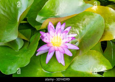 Fiore di ninfeo 'Viorichios'. Thailandia Foto Stock