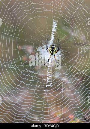 Argiope ragno (Argiope aurantia) femmina sulla sua rete web, primo piano Foto Stock