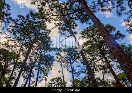 Gli alberi di pino Longleaf (Pinus palustris) sono raffigurati dal basso, il 4 marzo 2026, a Dauphin Island, Alabama. I pini Longleaf sono originari del sud-est. Foto Stock