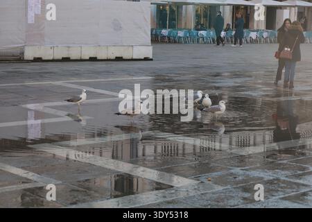 Gruppo di gabbiani in piedi in pozze d'acqua basse che riflettono l'architettura circostante in una zona tranquilla della piazza. Foto Stock
