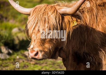 Primo piano Ritratto di una mucca scozzese delle Highland con Long Horns e Shaggy Fringe in Bright Midday Sunlight, Scozia, Regno Unito Foto Stock