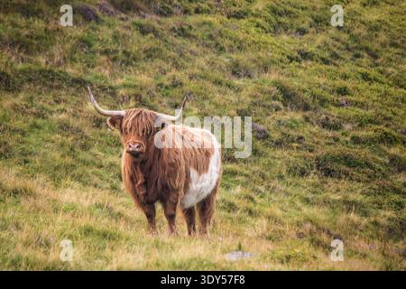Una mucca delle Highland pascolava nel Midlothians. Questi bovini iconici sono utilizzati per il pascolo conservativo sulle colline che circondano Edimburgo. Foto Stock