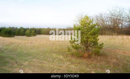 Un tranquillo paesaggio caratterizzato da un campo erboso con un unico pino verde. Gli alberi sparsi sono visibili sullo sfondo sotto un cielo limpido. Foto Stock