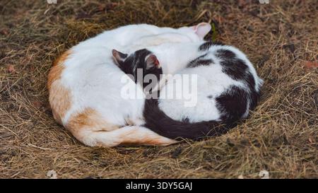 Due gatti si sono arricciati insieme come yin yang, dormendo profondamente nel fieno secco Foto Stock