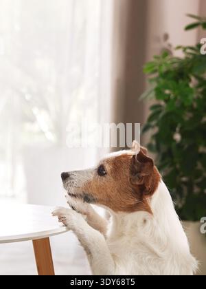 Il terrier ha le zampe sul tavolo e guarda curiosamente attraverso la luce della finestra. Foto Stock