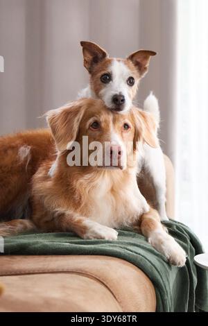 Due cani si coccolano vicino su una superficie beige con una morbida coperta verde sotto di loro. Foto Stock