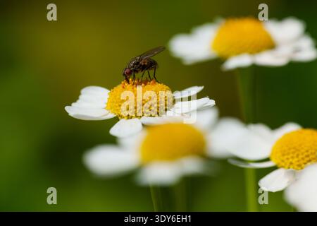 Vola appollaiato sul fiore di Feverfew, fotografia di insetti macro Foto Stock