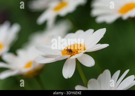 Primo piano di scarabeo tappezzato appollaiato su Daisy Blossom bianco Foto Stock