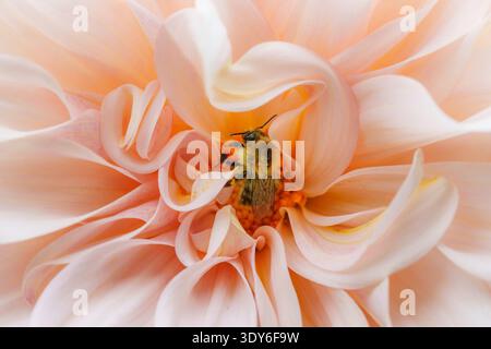 Bumblebee alla ricerca del nettare sul fiore di Dahlia "café au lait" rosa chiaro Foto Stock