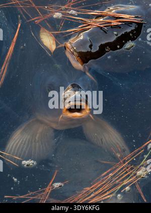 Koi apre la bocca sopra l'acqua poco profonda di uno stagno in Giappone Foto Stock