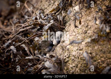Aggrappato a una parete rocciosa, un gruppo di lumache marine sono protette da una tenda di alghe sulla riva di Ganavan Sands, Oban Foto Stock
