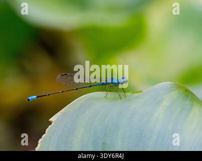 La piccola libellula a coda di cavallo poggia su una foglia verde nel sottobosco della riserva Pacaya Samiria in Perù Foto Stock