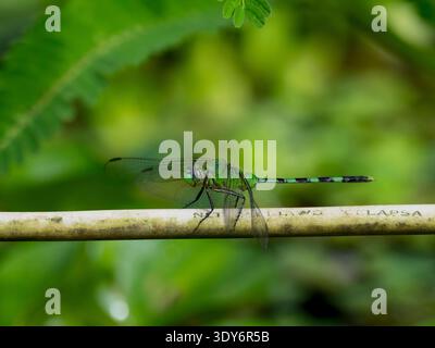 Grande dragonfly di pondhawk su una foglia nel sottobosco della riserva Pacaya Samiria in Perù Foto Stock