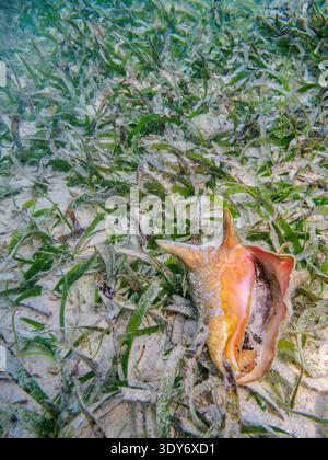Lo snorkeling presso la riserva marina di Hol Chan rivela una conchiglia che poggia su un'agraria nel paesaggio sottomarino del Belize Foto Stock
