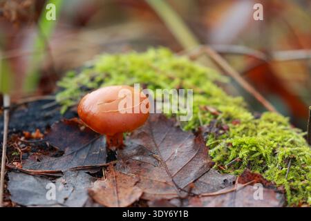 Piccolo fungo bruno della foresta che cresce tra muschio e foglie cadute in un microhabitat boschivo umido autunnale, che illustra l'ecologia naturale e la decomposizione Foto Stock