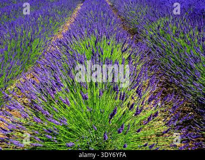 Filari di fiori di lavanda che crescono nei campi di Norfolk, in Inghilterra durante la stagione estiva Foto Stock