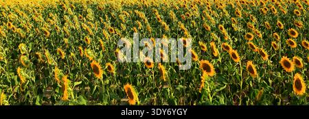 I girasoli sono alti sotto la calda luce della sera estiva in un campo vicino a Montreal ad Ariege, in Francia Foto Stock