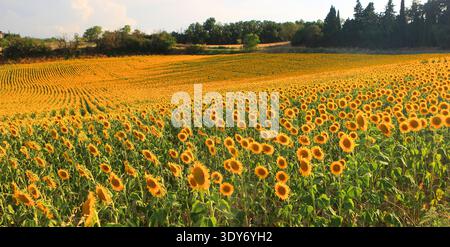I girasoli fioriscono in un campo durante la sera estiva vicino a Montreal ad Ariege, in Francia, mostrando la bellezza della natura e i colori vivaci Foto Stock