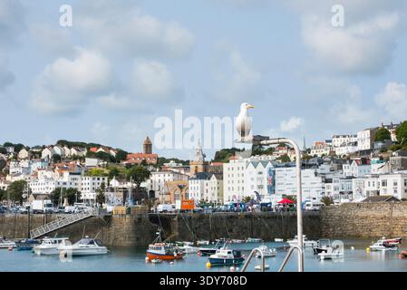 Porto con barche e un gabbiano al porto di St Peter sull'isola di Guernsey Foto Stock