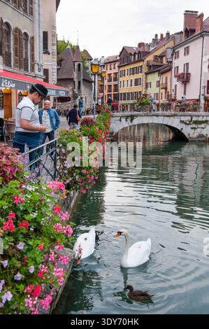 Vista del fiume Thiou nella città vecchia di Annecy con cigni e gente lungo le rive Foto Stock