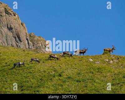 Mandria di caribù che pascolano sull'erba accanto a terreni rocciosi in un cielo azzurro limpido in Alaska Foto Stock