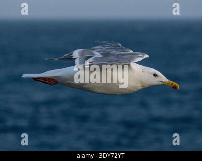 Il gabbiano alato Glaucous vola sull'acqua nel Mare di Bering vicino alle Isole Baby in Alaska durante il giorno Foto Stock