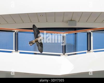 Il falco Peregrine vola vicino al National Geographic Resolution intorno all'isola di Atka in Alaska durante il giorno Foto Stock