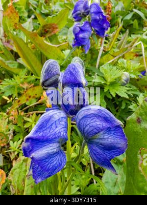 I fiori di pagliaccio di Larkspurleaf fioriscono sull'isola di Amaknak durante l'estate in Alaska Foto Stock