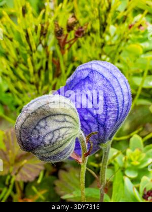 I fiori di Larkspurleaf Monkshood fioriscono in estate nel porto olandese sull'isola di Amaknak a Unalaska, Alaska Foto Stock