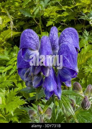 I fiori di Larkspurleaf Monkshood fioriscono sotto il sole estivo sull'isola di Amaknak a Unalaska, Alaska Foto Stock