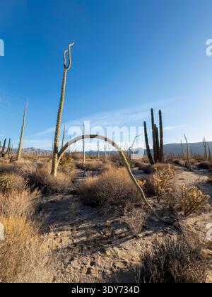 Gli alberi di Boojum si innalzano nel deserto di Sonora vicino a Baha de Los Angeles sostenendo le loro forme uniche contro il cielo blu Foto Stock