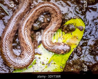 Il serpente d'acqua a faccia di cane riposa su una foglia verde nella zona umida di Papua meridionale, Indonesia, durante una giornata umida Foto Stock