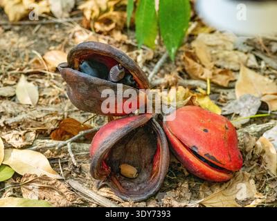 Giava Olive Fruit cade a terra sull'isola di Komodo in Indonesia tra foglie cadute e detriti dagli alberi Foto Stock