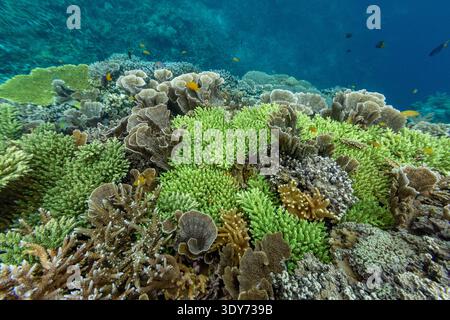 Esplora coralli morbidi e duri con pesci tropicali nelle acque cristalline al largo di Misool a Raja Ampat, Papua, Indonesia durante una giornata di sole Foto Stock