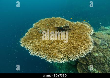 Esplorando coralli morbidi e duri con pesci tropicali nelle acque tropicali intorno a Misool a Raja Ampat Papua Indonesia Foto Stock