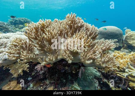 Ecosistema della barriera corallina con pesci tropicali che nuotano intorno a coralli morbidi e duri in acqua vicino a Misool, Raja Ampat, Papua, Indonesia Foto Stock