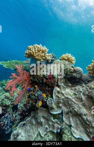 Esplorando le barriere coralline e i pesci tropicali intorno ai coralli morbidi e duri a Raja Ampat, Papua, Indonesia Foto Stock