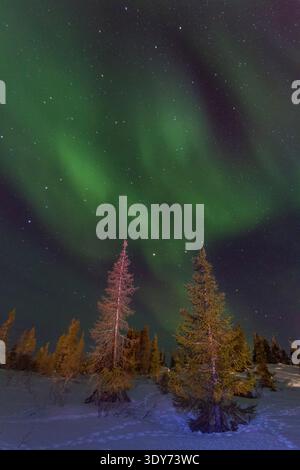 L'aurora boreale splende sopra la foresta boreale vicino al Great Slave Lake in Canada durante un cielo sereno Foto Stock