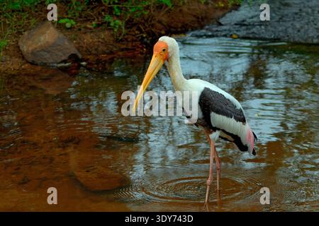 Cicogna dipinta che cammina in acqua mentre cerca cibo in Sri Lanka Foto Stock