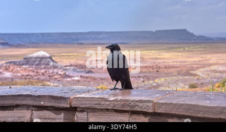 Il corvo selvatico si erge su un muro di pietra durante la pioggia, mentre si affaccia sulla Petrified Forest Arizona, con colline lontane e paesaggi in vista Foto Stock