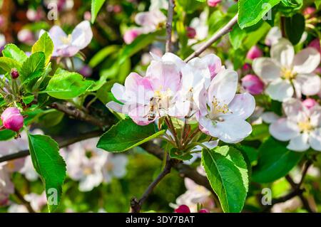 Un'ape di miele visita delicate mele dai toni rosa in fiore in una giornata di primavera assolata, impollinando i fiori in un frutteto. Foto Stock