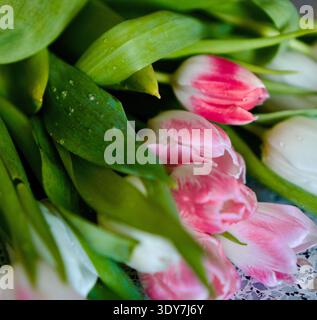 Primo piano di tulipani rosa con gocce d'acqua su foglie verdi, Foto Stock