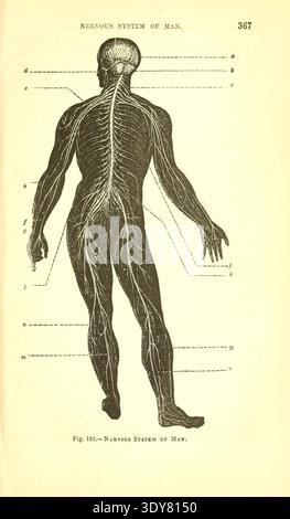 Diagramma anatomico del sistema nervoso dell'uomo tratto da Animal Physiology di William Benjamin Carpenter, illustrazione scientifica che mostra il sistema nervoso centrale e periferico, tra cui cervello, midollo spinale e nervi ramificati in tutto il corpo umano. Foto Stock