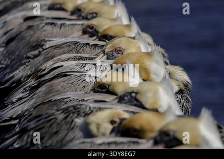 Una fila ripetitiva di pellicani bruni (Pelecanus occidentalis) in piumaggio riproduttivo, mostrando una bassa profondità di campo. Hilton Head Island, South Carolina Foto Stock