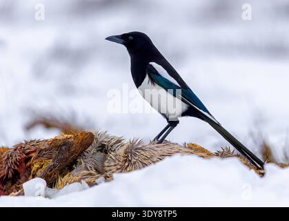 Scavenging Eurasian Magpie / Common Magpie (Pica pica) nutrendosi di caprioli carovana / carcassa nella neve in inverno Foto Stock