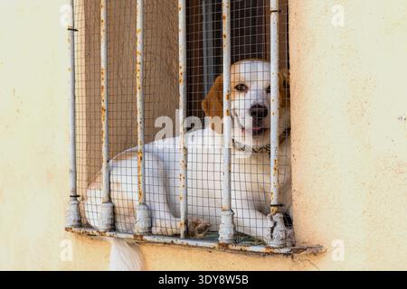 Cane con una faccia triste dietro il cancello di una casa Foto Stock